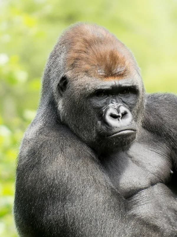Virunga Vistas — photo 1
