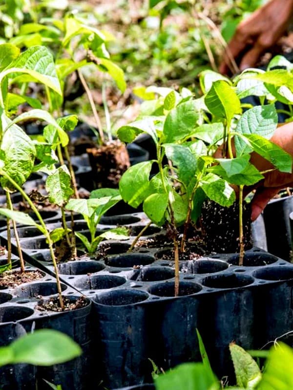 Tree Nursery Development & Management — photo 1