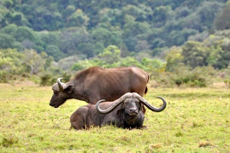 Buffaloes, Arusha