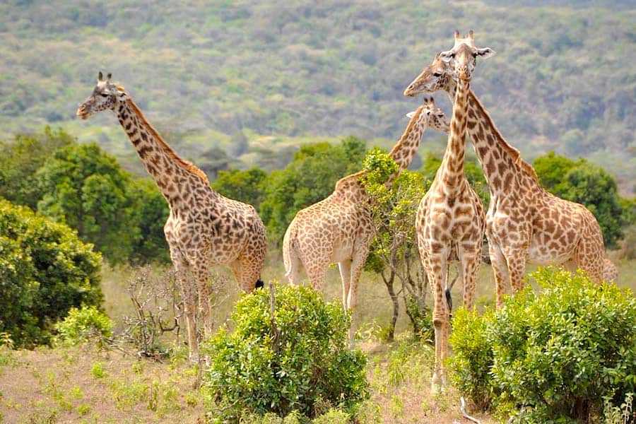 Giraffes, Arusha