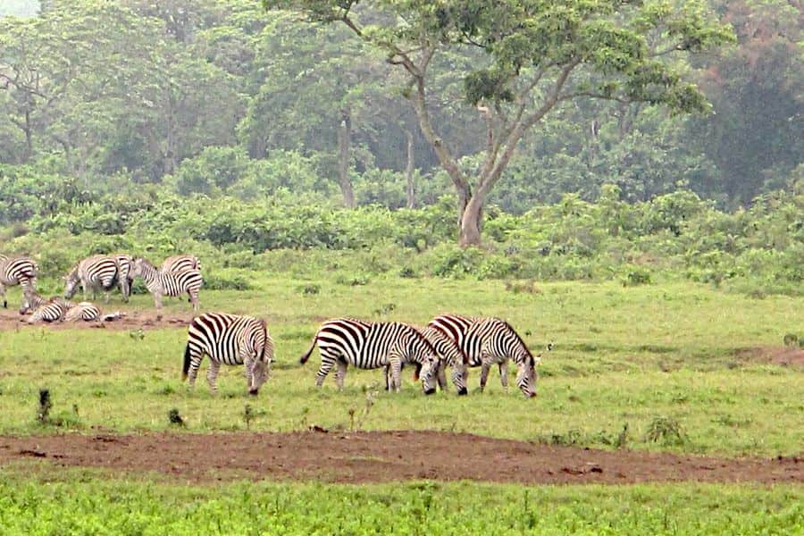 Zebras, Arusha