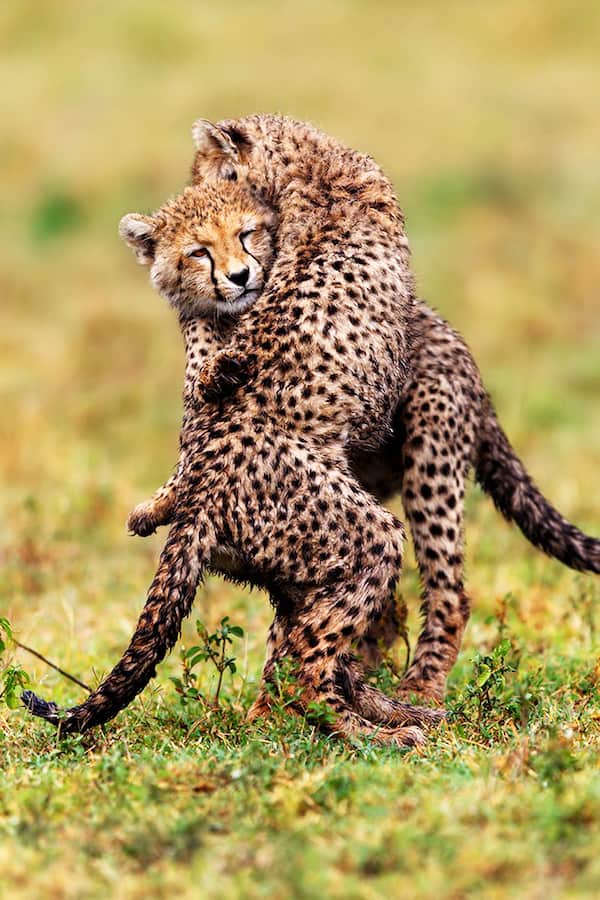 Cheetah cubs fighting