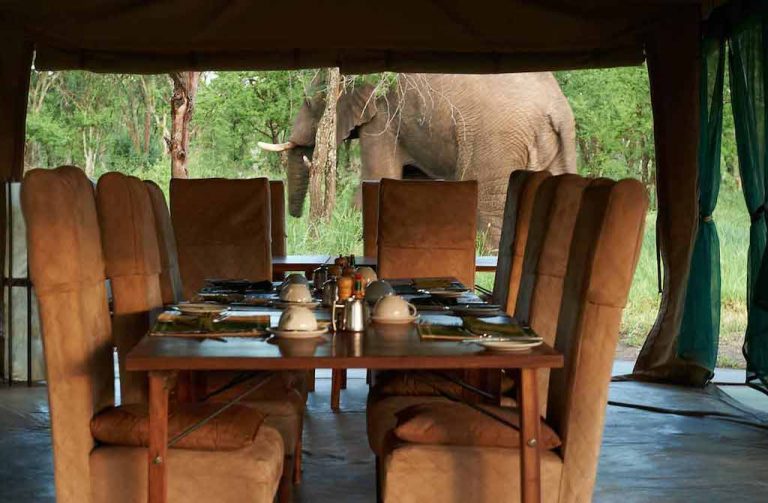 Elephant at Dunia Camp dining area