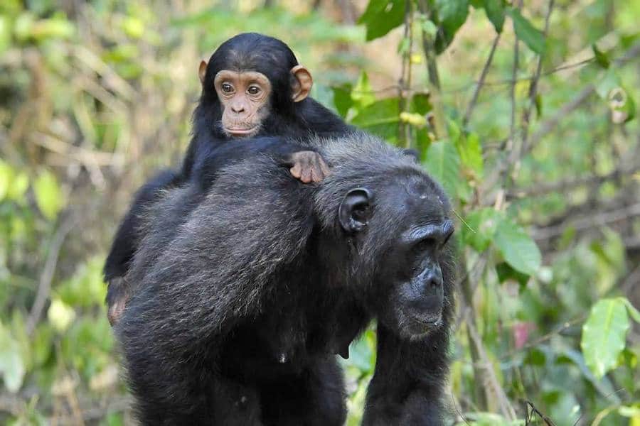 Chimpanzee carrying baby, Gombe