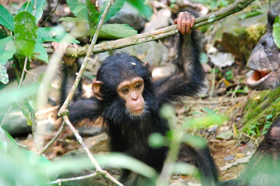 Baby chimp, Gombe