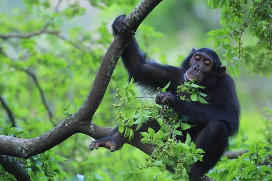 Chimp feeding on leaves, Gombe
