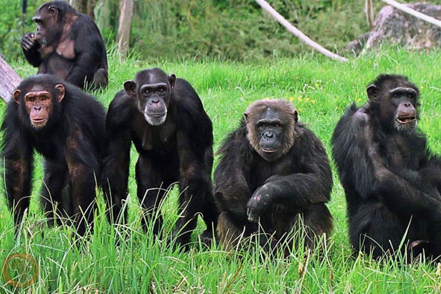 Chimpanzee group, Gombe