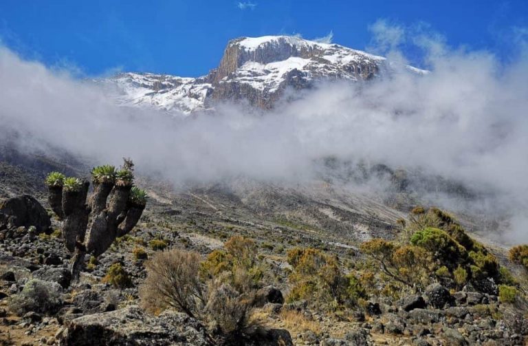 Kilimanjaro Lemoshi route vegetation