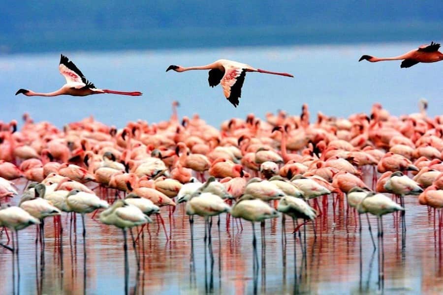 Pink flamingo, Lake Manyara
