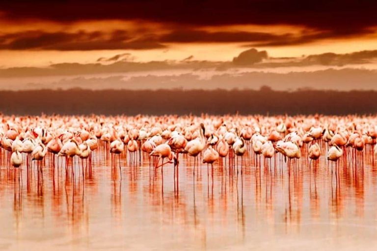 Pink flamingo flock, Lake Manyara