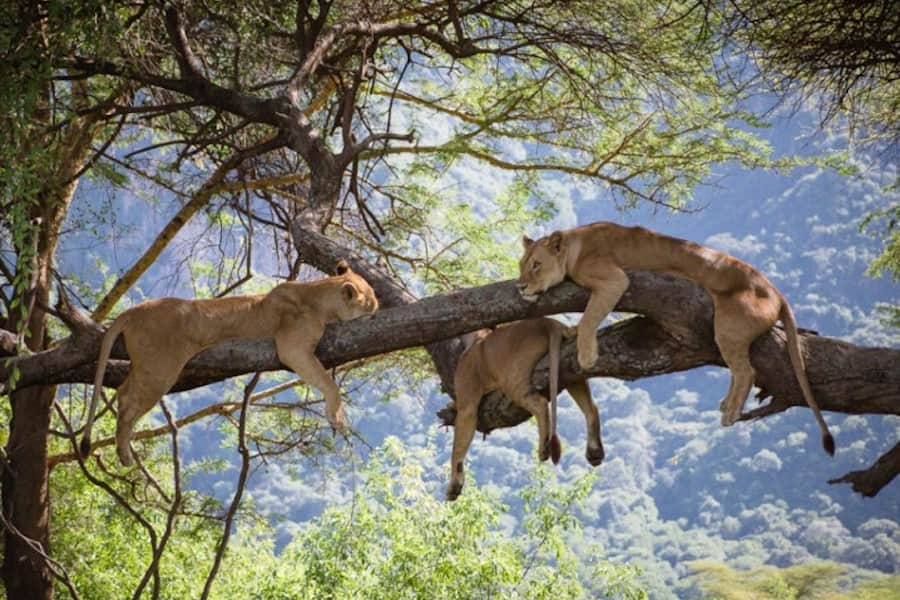 Lions resting in tree, Lake Manyara
