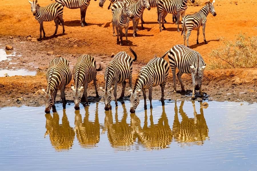 Zebras drinking, Lake Manyara
