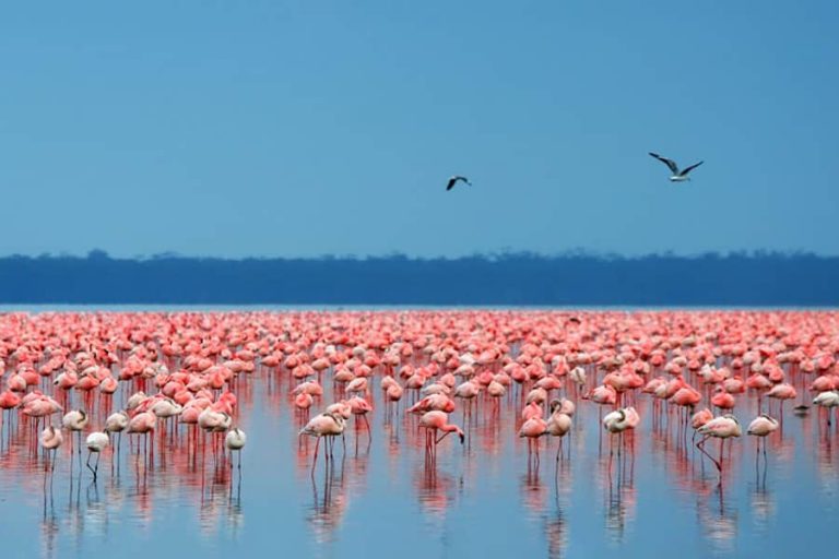 Flamingo flock, Lake Nakuru