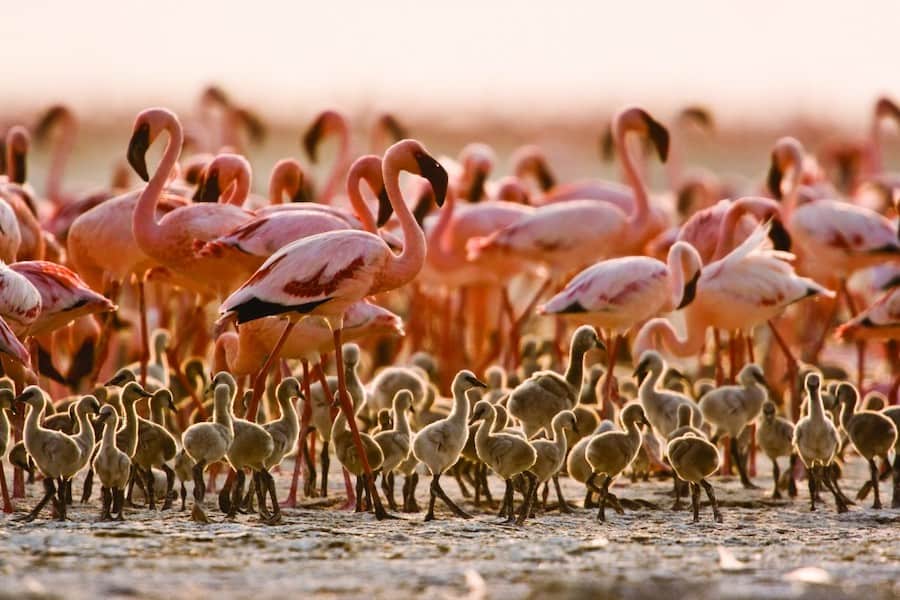 Flock of adult and baby flamingo, lake Natron
