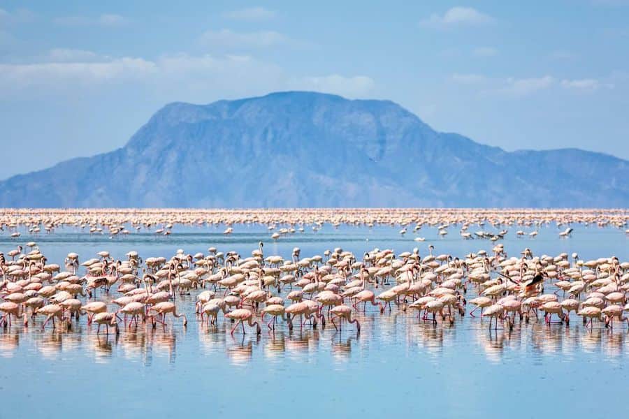 Flamingoes, Lake Natron