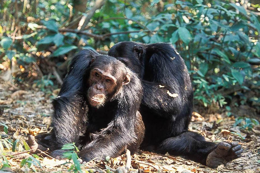 Chimpanzees, Mahale