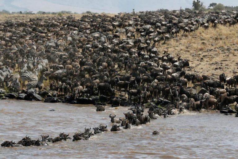 Great migration crossing Mara River
