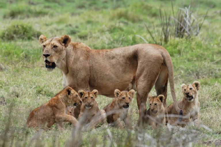 Lioness and cubs, Mikumi