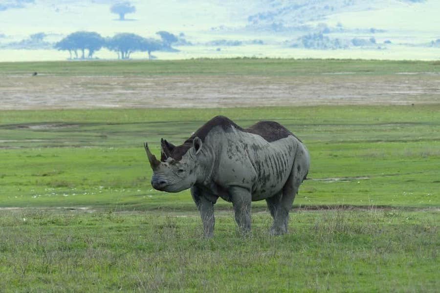 Rhino, Ngorongoro Crater