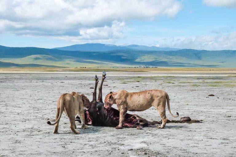 Lionesses at kill, Ngorongoro Crater