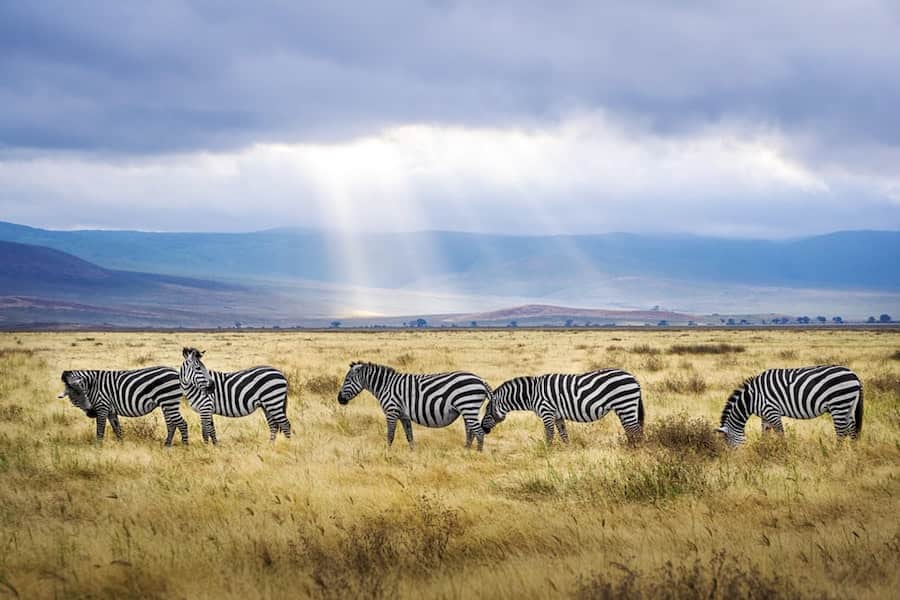 Zebra in rain shower, Ngorongoro Crater