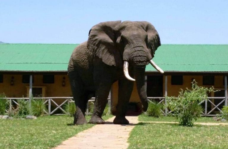 Elephant in front of Rhino Lodge