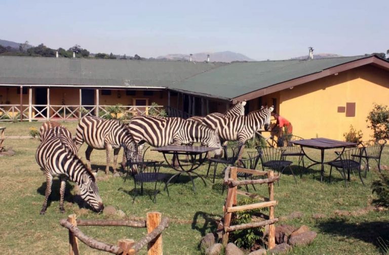 Zebra at Rhino Lodge