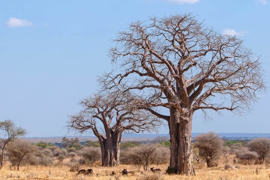 Baobab trees, Ruaha
