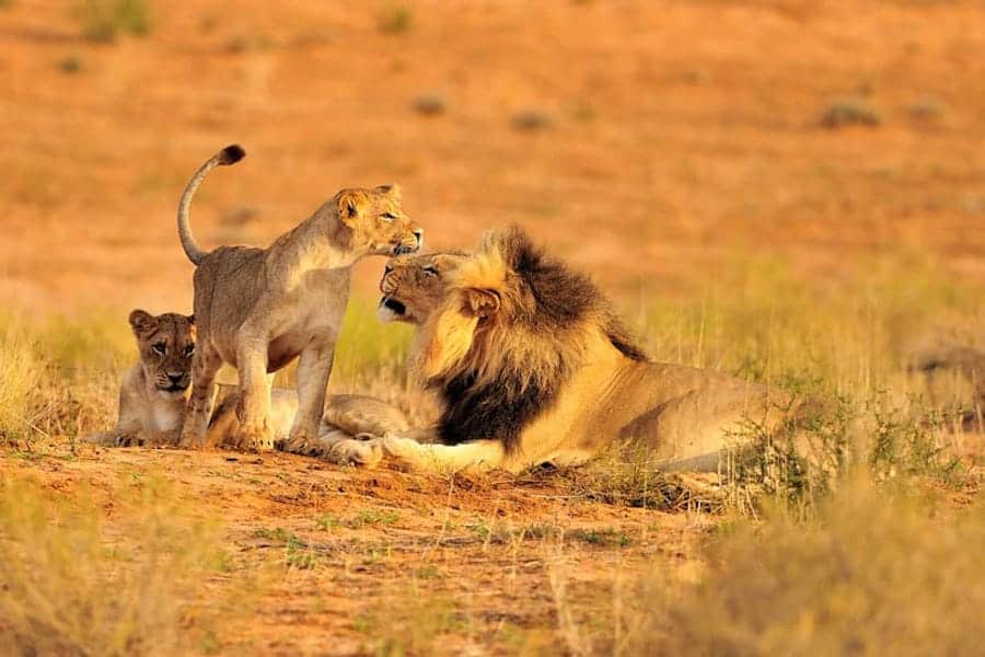 Lion family, Ruaha