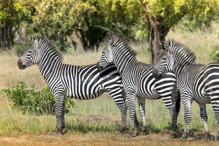 Zebras, Ruaha