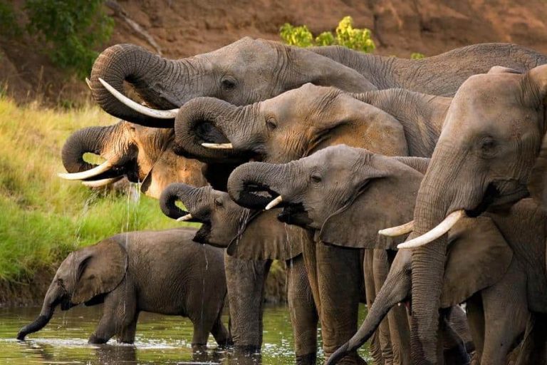 Elephants drinking, Selous
