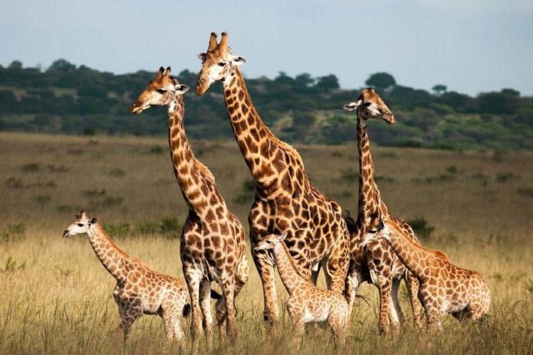 Giraffe family, Selous