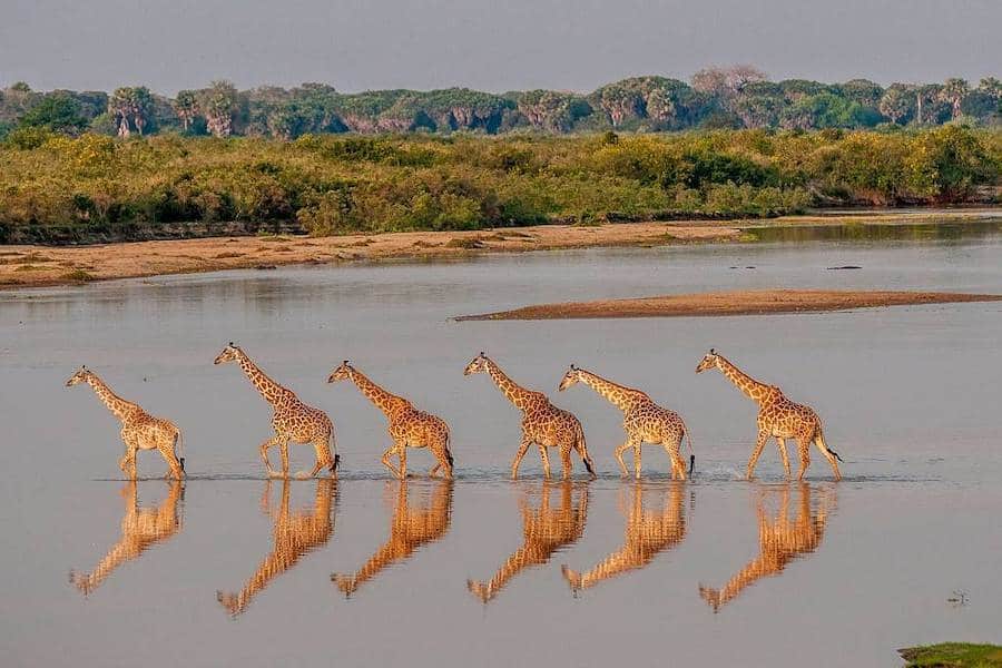 Line of giraffe crossing river, Selous