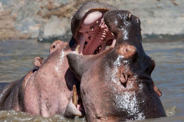 Hippos fighting, Selous