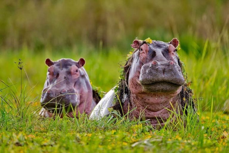 Hippos, Selous