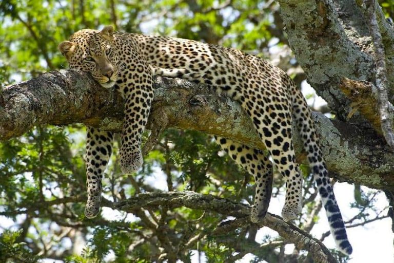 Leopard resting in tree, Selous