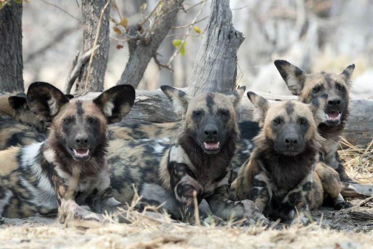 Wild dog pack resting, Selous