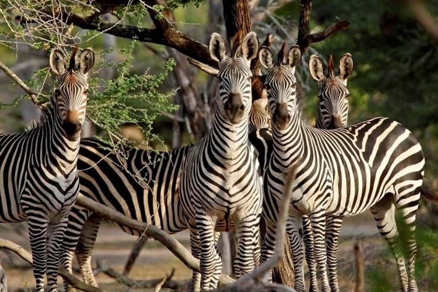 Zebras, Selous