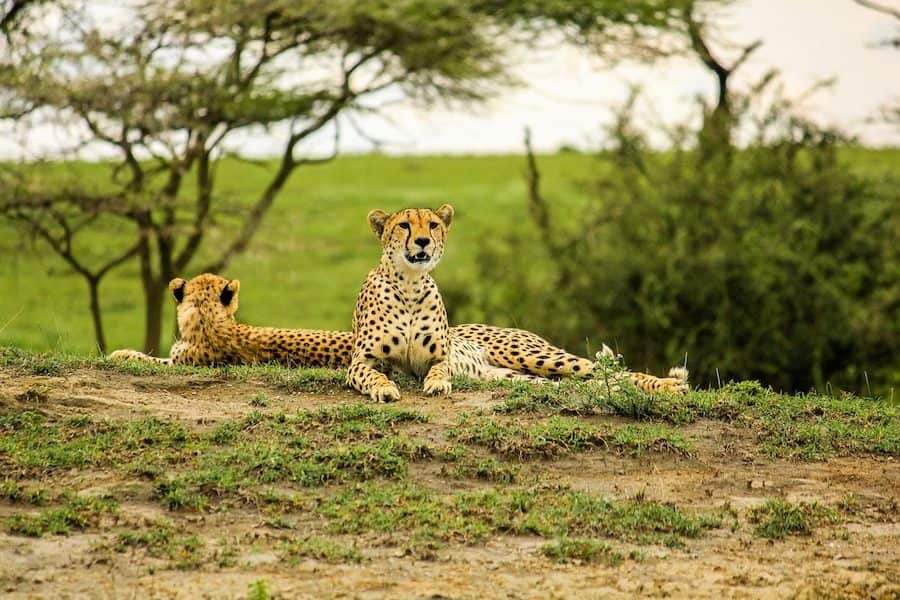 Cheetahs resting, Serengeti
