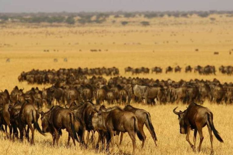 Wildebeest migration, Serengeti