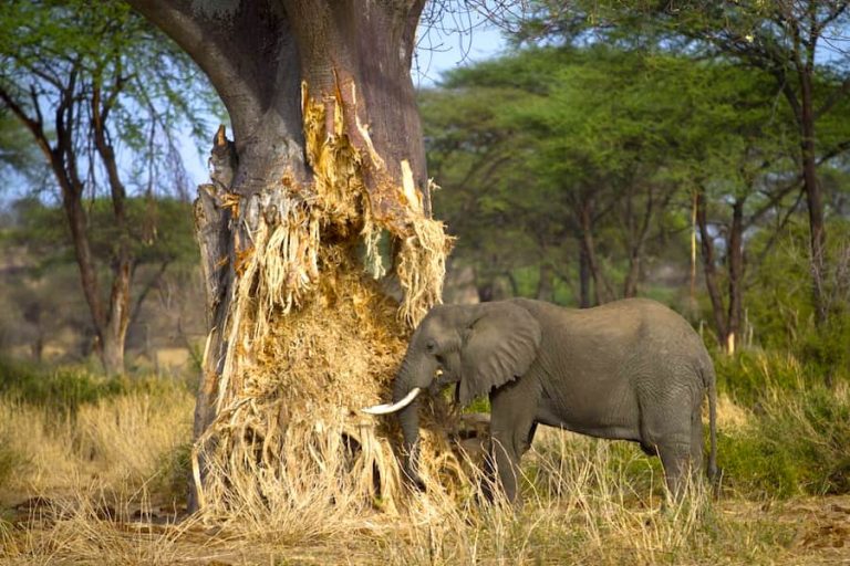 Elephant destroying tree