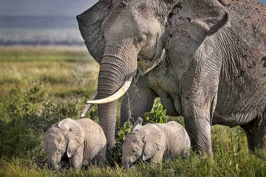 Elephant mother and calves, Tarangire