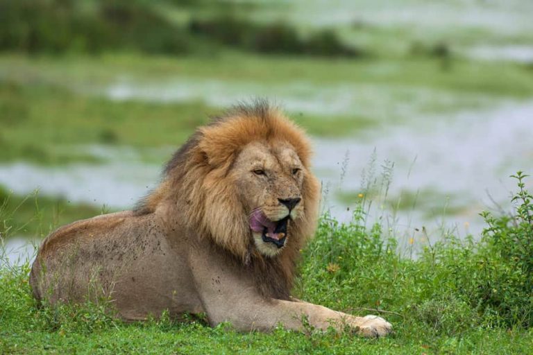 Lion yawning, Tarangire