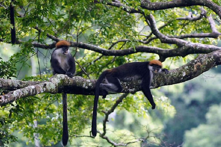 Monkeys in tree, Udzungwa