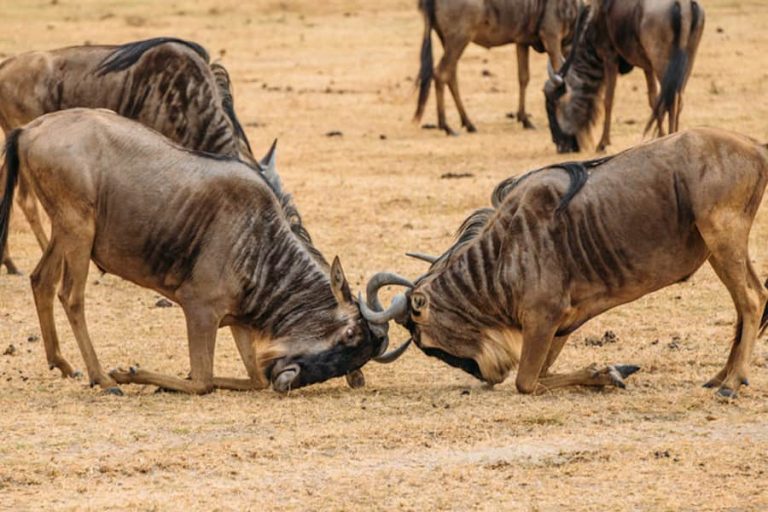 Fighting wildebeest