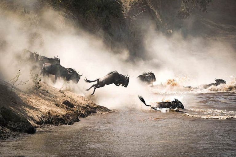 Wildebeest leaping into river