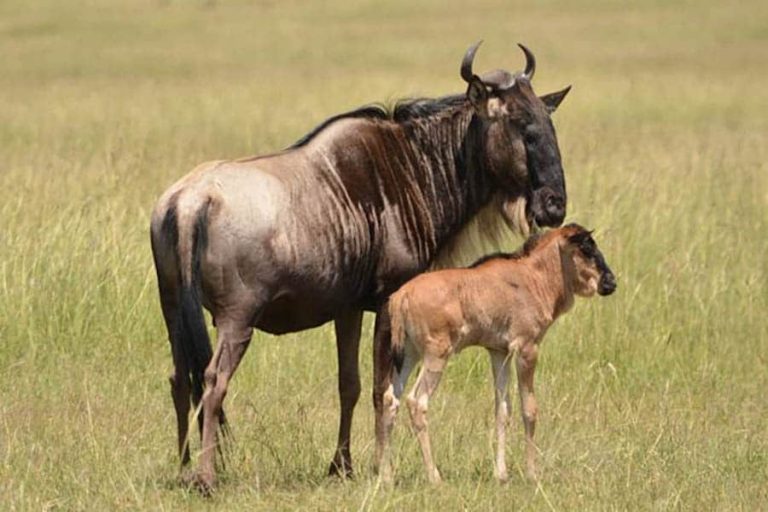 Wildebeest mother and calf