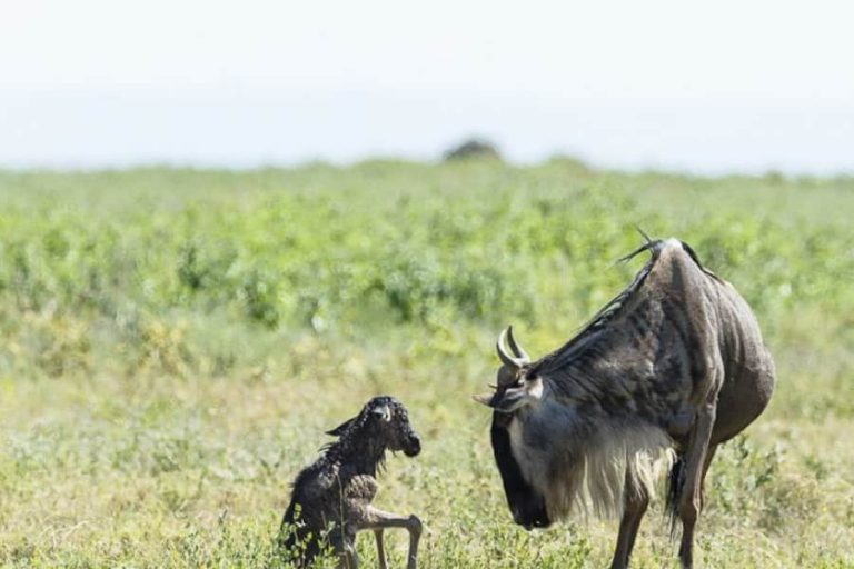 newborn wildebeest calf