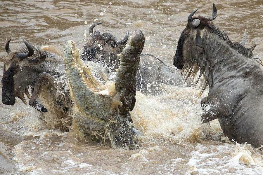 Croc attacking wildebeests crossing river