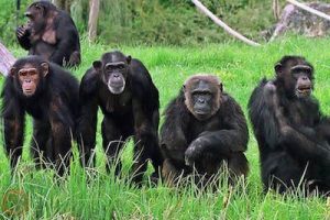 Chimpanzees, Gombe